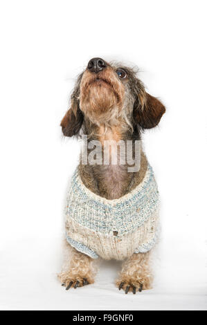 Ein Draht kurzhaarige Dackel Posen tragen einen wollenen Pullover im studio Stockfoto