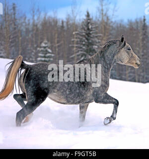 Graue dappled arabischen laufen im Winter Wiese Stockfoto