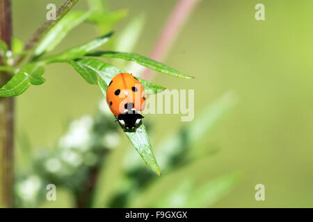 Marienkäfer sitzt auf einem grünen Blatt-Pflanzen Stockfoto