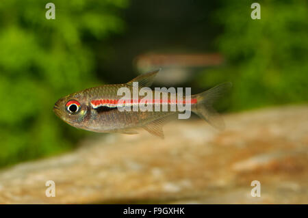 Tetra Fisch aus der Gattung Hemigrammus im aquarium Stockfoto