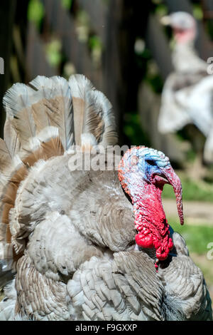 Detail der rote Kopf der grauen Türkei Vogel Stockfoto