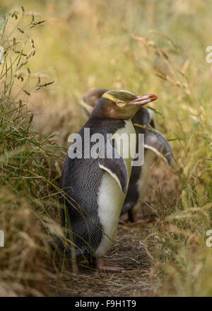 Yellow-Eyed Pinguine (Megadyptes Antipodes), Otago Peninsula, Neuseelands Südinsel. Stockfoto