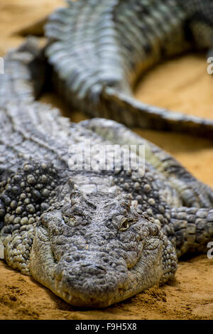 Braun Alligator ruht auf dem Sand am Fluss Stockfoto