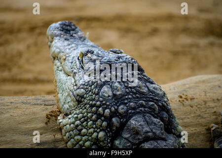 Alligator, Krokodil, ruht auf dem Sand neben einem braunen Fluss Stockfoto