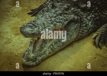 Braun Alligator ruht auf dem Sand am Fluss Stockfoto