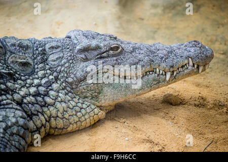 Reptil, braun Alligator ruht auf dem Sand am Fluss Stockfoto