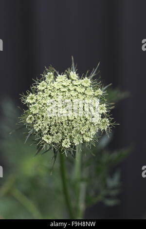 Nahaufnahme von Karotte Blumen Stockfoto