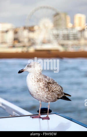 Eine Möwe, Pier von Brighton, Brighton, Sussex, UK Stockfoto