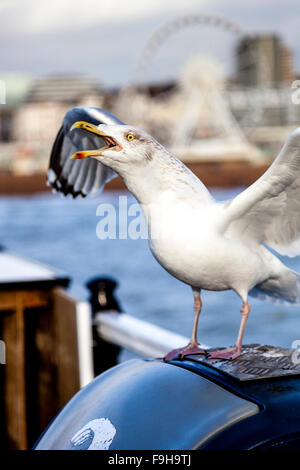 Ein kreischendes Möwe, Pier von Brighton, Brighton, Sussex, UK Stockfoto