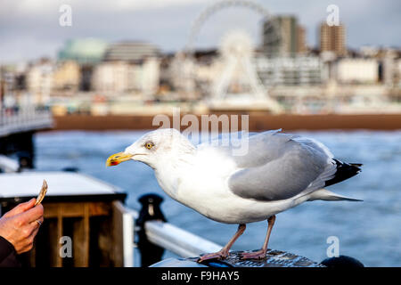 Eine Frau, die Fütterung einer Möwe, Pier von Brighton, Brighton, Sussex, UK Stockfoto