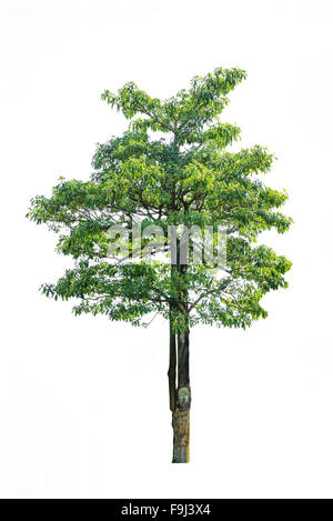 Kiefer, die isoliert auf weißem Hintergrund Stockfoto
