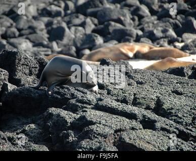 Ein Seelöwe Welpe kratzt sich auf Floreana Insel, Galapagos, Ecuador. Stockfoto