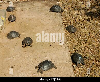 Baby Galapagos Riesen Schildkröten auf Santa Cruz Island, Galapagos, Ecuador. Stockfoto
