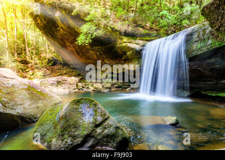 Hund fällt Schlachtung im Daniel Boone National Forest im südlichen Kentucky Stockfoto