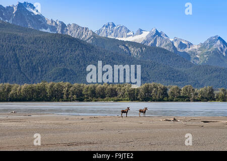Zwei junge Elche am Strand des Chilkat River in der Nähe von Haines Alaska im Sommer. Stockfoto