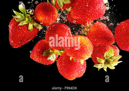 Erdbeeren in Wasser bei schwarzem Hintergrund fallen Stockfoto