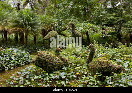 Park Terra Nostra, Furnas, São Miguel, Azoren, portugal Stockfoto