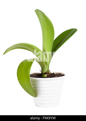 Blume in einem Topf auf einem weißen Hintergrund isoliert Stockfoto