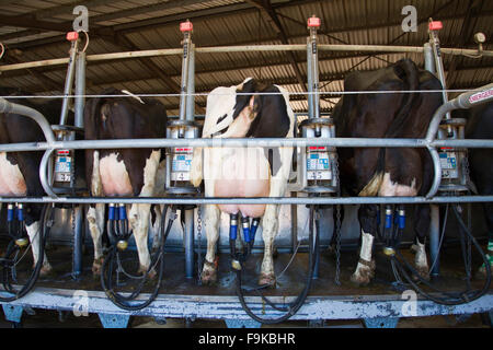 Kühe gemolken durch eine Milch-Maschine auf einer rotierenden Plattform für diesen Zweck konzipiert. Stockfoto