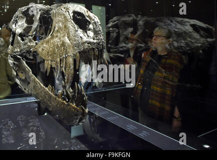 Berlin, Deutschland. 16. Dezember 2015. Der Schädel des Tyrannosaurus Rex "Tristan Otto" mit seinen spitzen Zähnen ist auf dem Display in das Naturhistorische Museum in Berlin, Deutschland, 16. Dezember 2015. Bei einer Höhe von vier Metern und einer Länge von zwölf Metern dominiert er die neue Ausstellung zum Thema des T. Rex, die Besucher sehen ab 17. Dezember 2015 das Berliner Naturkundemuseum. Foto: BRITTA PEDERSEN/Dpa/Alamy Live News Stockfoto