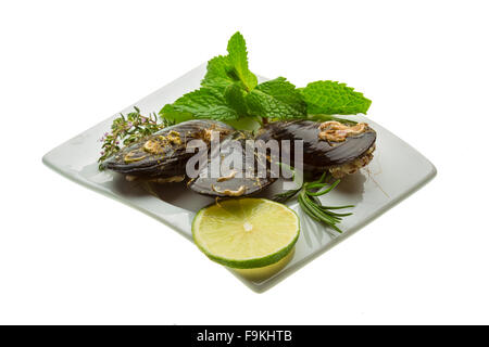 Wilde Muschel-Makro-Studio-Shooting Stockfoto