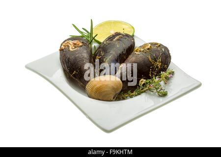 Wilde Muschel-Makro-Studio-Shooting Stockfoto