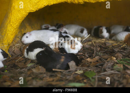 Meerschweinchen. National Trust für Naturschutz, zentrale Zoo, Kathmandu, Nepal. Stockfoto