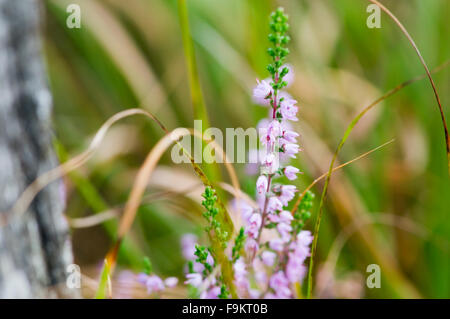 Nahaufnahme des Moores plant gemeinsame Heidekraut (Calluna Vulgaris) in diffusem Tageslicht Stockfoto