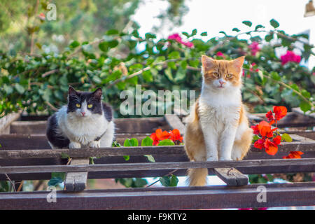 Zwei wilde Katzen, Blick in die Kamera, setzte sich auf hölzernen Gitter mit bougainvillea Stockfoto
