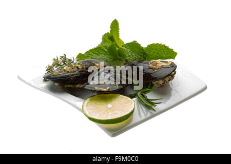 Wilde Muschel-Makro-Studio-Shooting Stockfoto