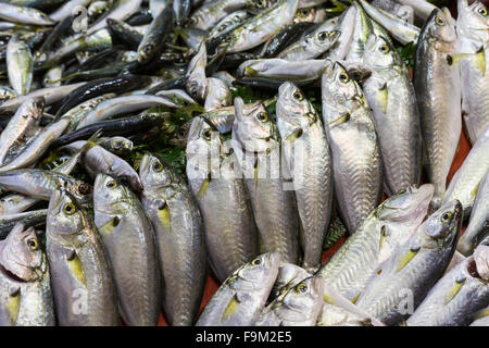 Fischmarkt, Galata Waterfront, Istanbul Stockfoto