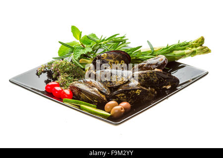 Wilde Muschel-Makro-Studio-Shooting Stockfoto