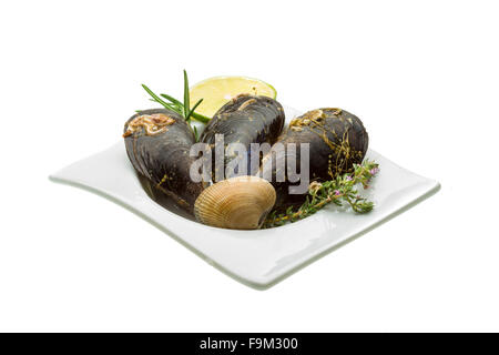 Wilde Muschel-Makro-Studio-Shooting Stockfoto