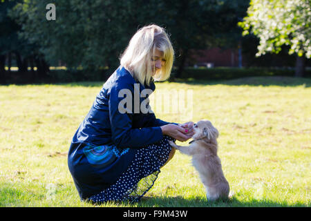 Chuhuahua will auf seinen Besitzer zu springen Stockfoto