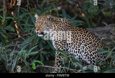 Eine einsame weibliche Leoparden (Panthera Pardus) in einem tief liegenden Baum, South Luangwa Nationalpark, Sambia Stockfoto