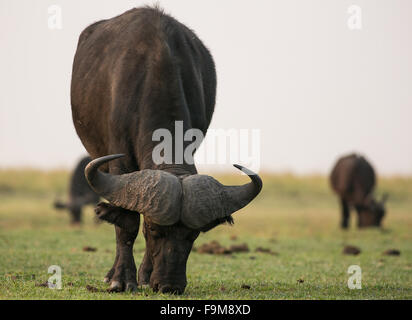 Eine afrikanische oder Kaffernbüffel (Syncerus Caffer), Weiden auf dem Ufer des Sees Chobe, Chobe Nationalpark, Botswana Stockfoto