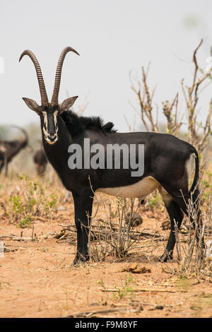 Eine einsame Erwachsene männliche Rappenantilopen ((Hippotragus niger), Chobe Nationalpark, Botswana, Afrika Stockfoto