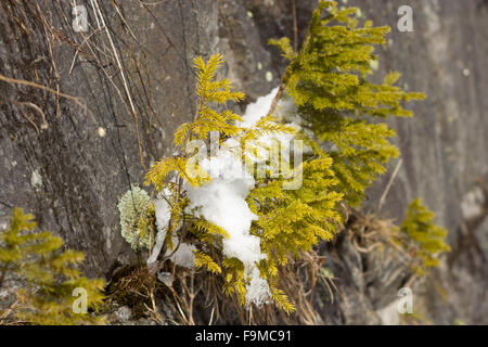 Kleine Bäume und bunten Moos wachsen auf küstennahen Felsen, Schnee schmelzen. Frühling in Österreichs Alpen. Stockfoto