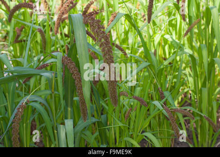 Foxtail Hirse, deutsche Hirse, Kolbenhirse, Kolben-Hirse, Hirse, sträuben sich Grass, Borstenhirse, Setaria Italica, Panicum unsere Stockfoto