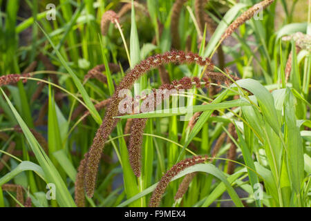 Foxtail Hirse, deutsche Hirse, Kolbenhirse, Kolben-Hirse, Hirse, sträuben sich Grass, Borstenhirse, Setaria Italica, Panicum unsere Stockfoto