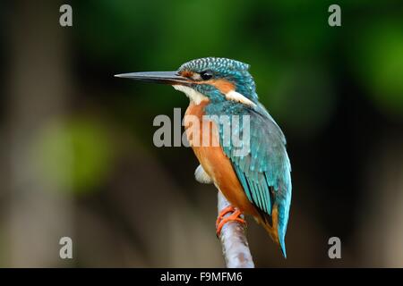 Schöne männliche Eisvögel (Alcedo atthis) sitzen auf Zweig Stockfoto