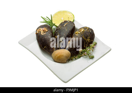 Wilde Muschel-Makro-Studio-Shooting Stockfoto