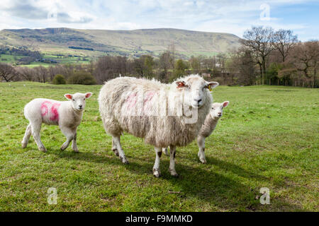 Schafe mit Lämmer im Frühjahr auf Ackerland bei Ollerbrook, Vale Edale, Derbyshire, England, UK Stockfoto