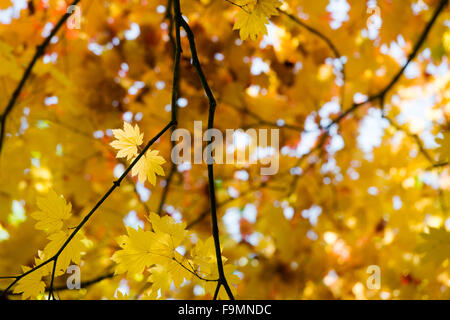 Acer Japonicum Vitifolium. Downy japanischer Ahorn Blätter im Herbst durch Sonnenlicht beleuchtet Stockfoto