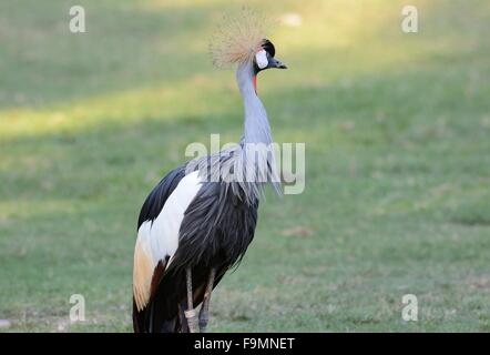 wunderschöne grau gekrönt Kran (Balearica Regulorum) stehen am Boden Stockfoto