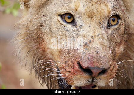 Eine Nahaufnahme von einem jungen männlichen Löwen gebeizt im Blut von einem frischen Büffel Kill am großen Krüger Nationalparks in Südafrika Stockfoto