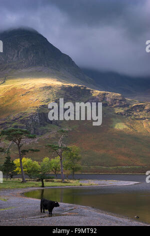 Buttermere und hohe Felsen, Lake District, Cumbria, England, UK.  Rinder am Strand. Stockfoto