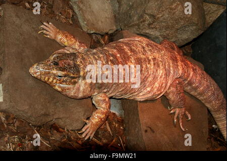 Weibliche argentinische rote Teju Rieseneidechse (Tupinambis saniert, Salvator saniert) Stockfoto