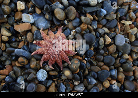 Gemeinsamen Sunstar (Crossaster Papposus) tot Stockfoto