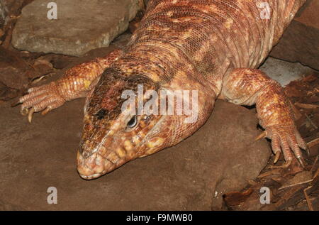 Weibliche argentinische rote Teju Rieseneidechse (Tupinambis saniert, Salvator saniert) Stockfoto